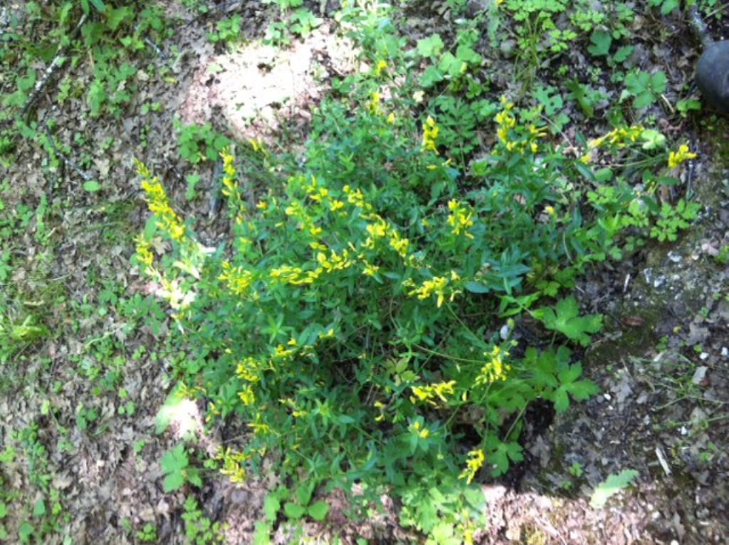 Genista tinctoria